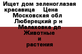 Ищет дом зеленоглазая красавица. › Цена ­ 100 - Московская обл., Люберецкий р-н, Малаховка дп Животные и растения » Кошки   . Московская обл.
